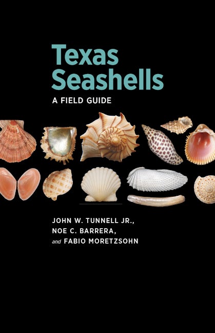 What the Shell? Identifying Seashells – Beachcombing Magazine