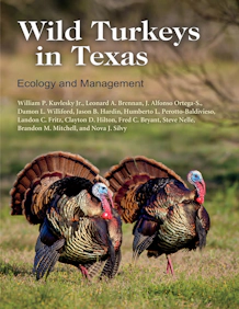 Wild Turkeys in Texas